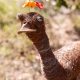 3. Denise Bending - 'Noreen The Emu'