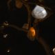 17. Stephanie De Biasi - 'Glow of the Wound'